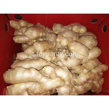 Ginger 2018 New Crop essiccato all&#39;aria